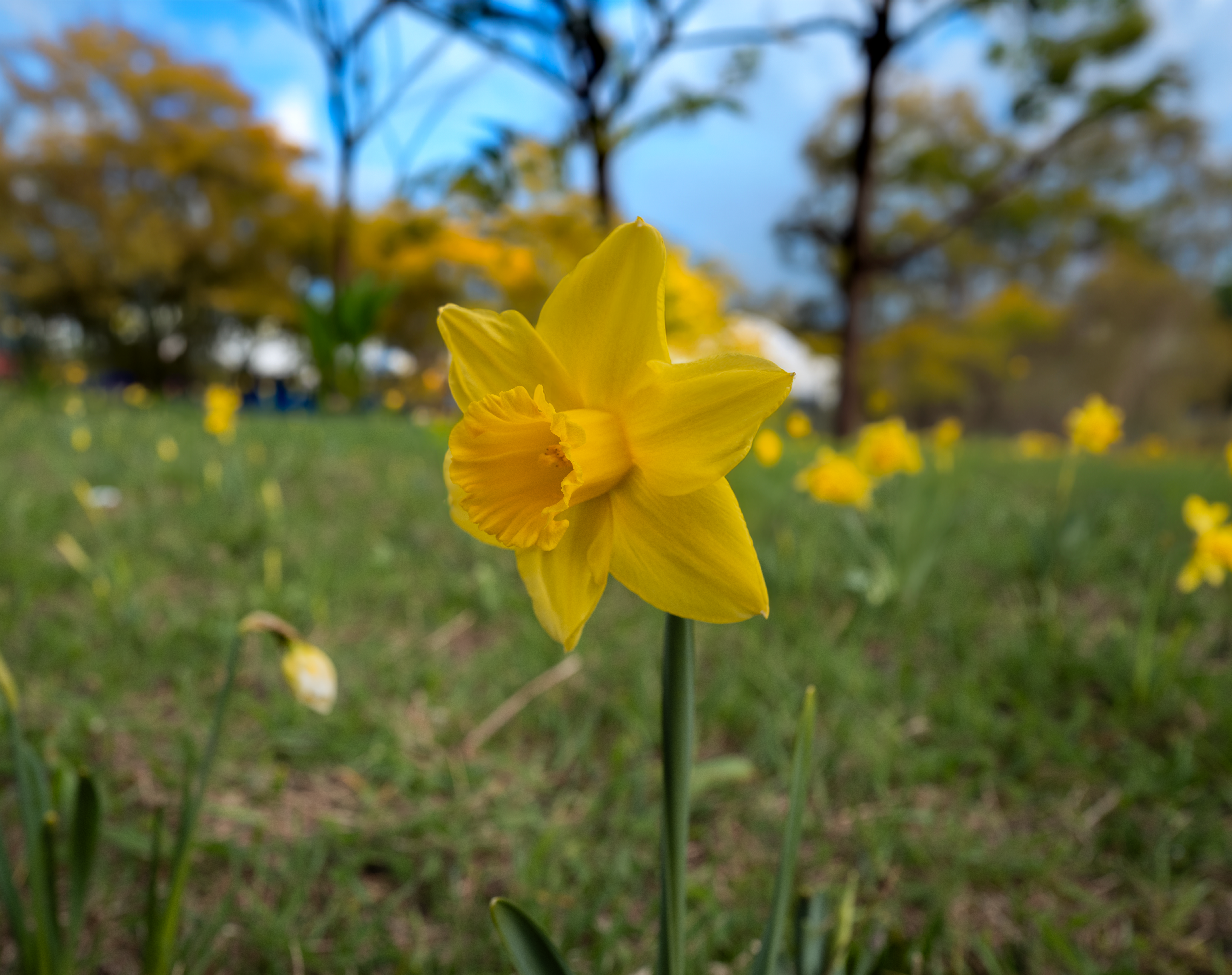 Narcissen